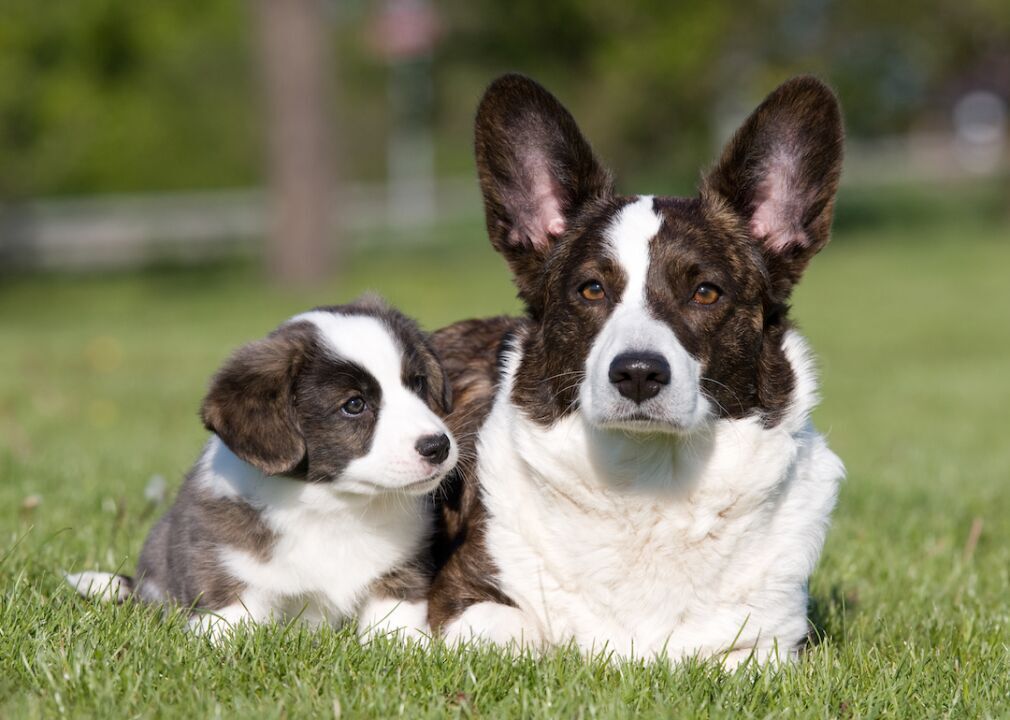 #32. Cardigan Welsh corgi